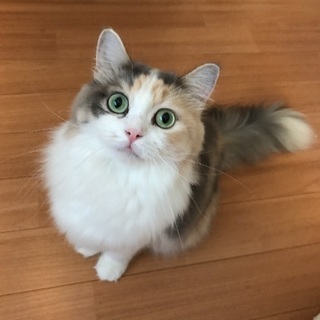 綺麗な瞳のマンチカンちゃん