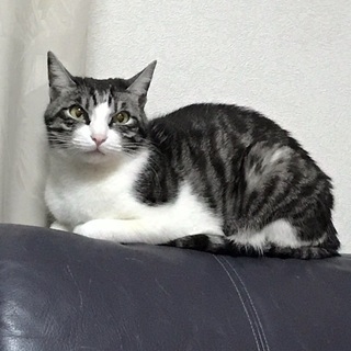 猫を探してます