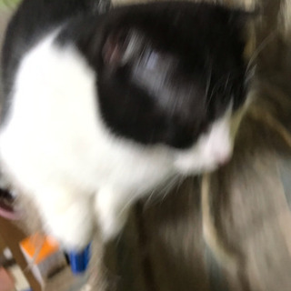 マンチカン 11ヵ月 オス