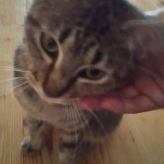 キューちゃん1才2ヶ月  - 猫