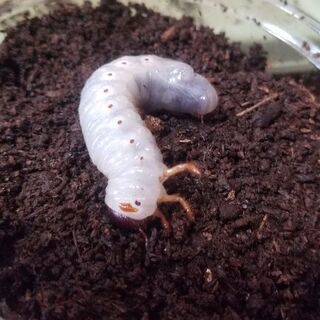 コーカサスオオカブト幼虫 5匹 (郵送可、着払い)の画像
