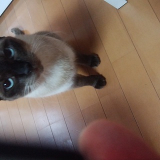 ねこ里親様募集 - 小田原市