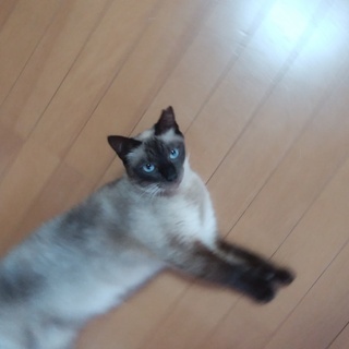ねこ里親様募集 - 猫