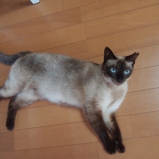 ねこ里親様募集 − 神奈川県