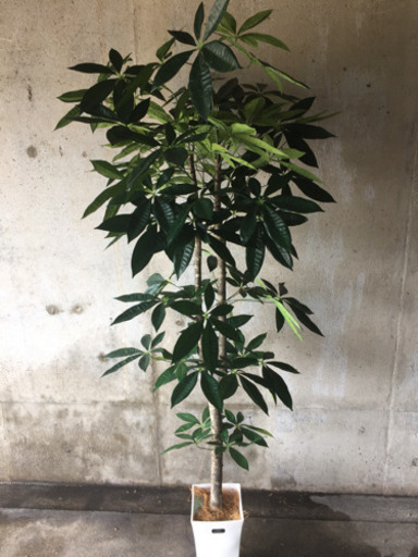 人工観葉植物 造花 パキラＢ