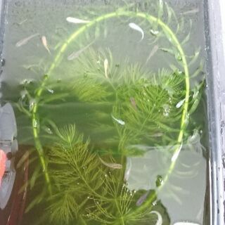 【決まりました！ありがとうございました】mixメダカの稚魚 20...