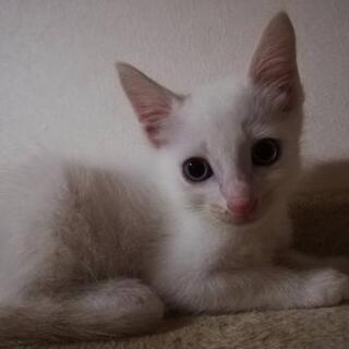 成長が楽しみ！とっても綺麗な仔猫さんです。