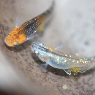 優良血統　煌ラメ　メダカの卵20個＋αの画像