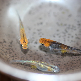優良血統　煌ラメ　メダカの卵20個＋αの画像