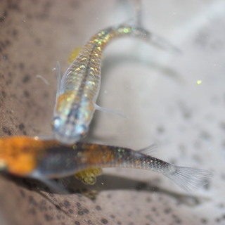 優良血統　煌ラメ　メダカの卵20個＋αの画像