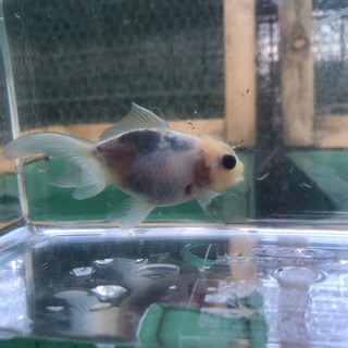 金魚  萩雲青 (萩本氏作出魚)当歳魚売ります。
