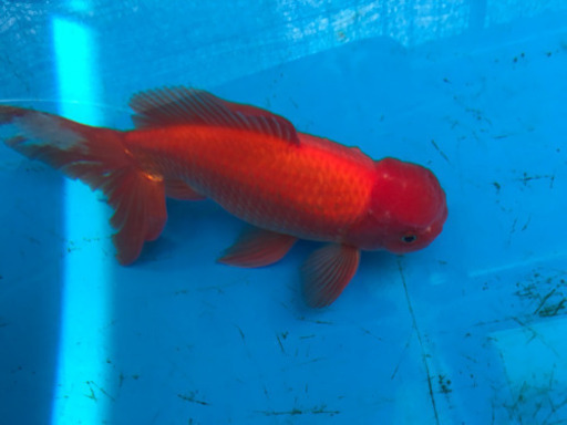 大型金魚 ジャンボ獅子頭(28cm)売ります。