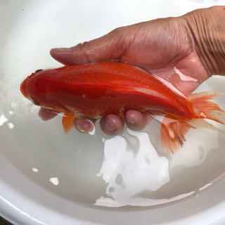 大型金魚 ジャンボ獅子頭(20cm)売ります。