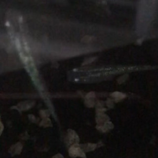 オーロラ黒ラメメダカ 上質 稚魚