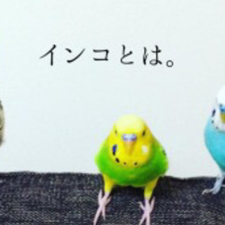 インコのついて話しませんか！？