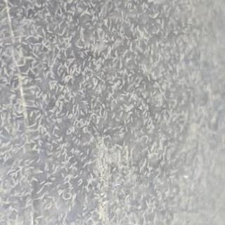 めだか（針子）の餌