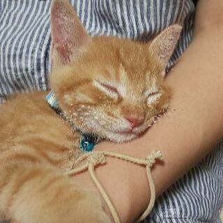 子猫です800g超えました