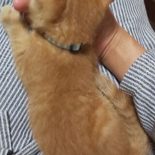 子猫です800g超えました - 富津市