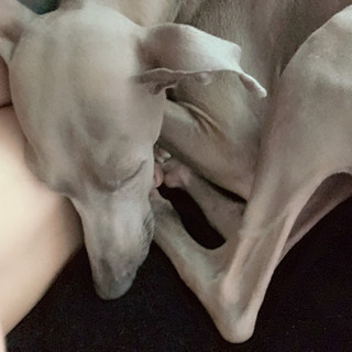 【急募】イタリアングレーハウンド - 犬