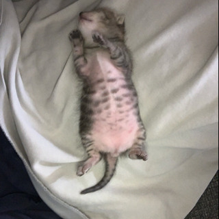 おてんばな2ヶ月の子猫☆*°