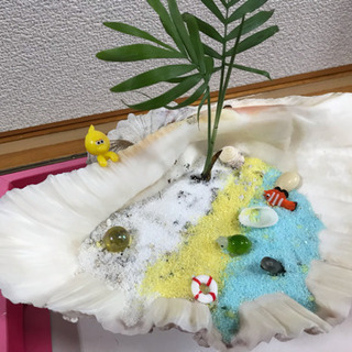 ☀️水耕栽培用のシャコ貝達＋おまけ付き♪の画像