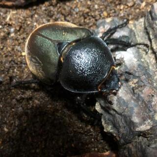 コーカサスオオカブト幼虫 5匹 (郵送可、着払い)の画像