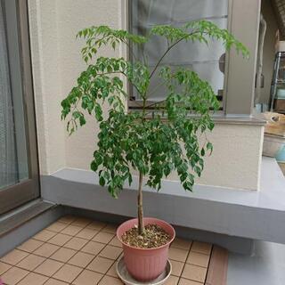 【値下げ】観葉植物 ステレオスペルマム(ラデマキアシニカ)