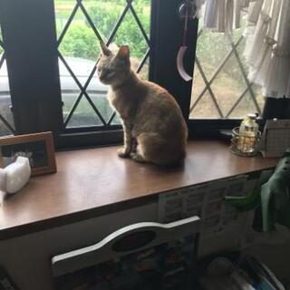 穏やかで優しい☺️♀麦わら猫 里親募集 関西 和歌山 - 和歌山市