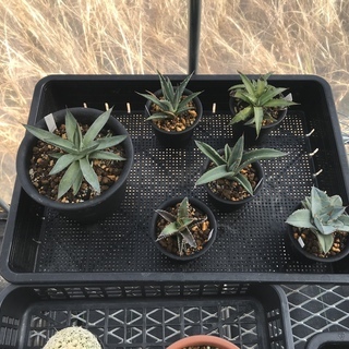 サボテン 多肉植物 エアープランツ 観葉植物 好きな方仲間になりましょう！ - 友達