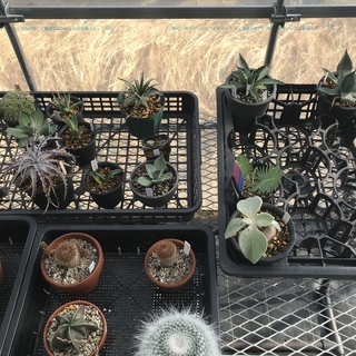 サボテン 多肉植物 エアープランツ 観葉植物 好きな方仲間になりましょう！ − 山梨県