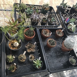 サボテン 多肉植物 エアープランツ 観葉植物 好きな方仲間になりましょう！ - 笛吹市