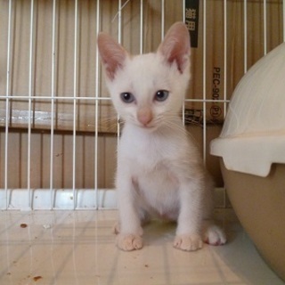 ブルーアイの可愛い赤ちゃん猫！