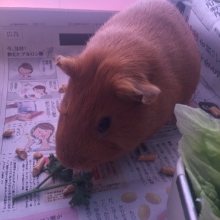 里親様が決まりました