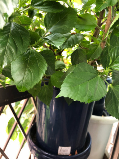 【大株】ハイビスカスお譲りします※値引き可能