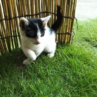 頭の良い親猫の子供です