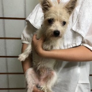 ジャックラセルテリア ミックス犬6歳ほど オス