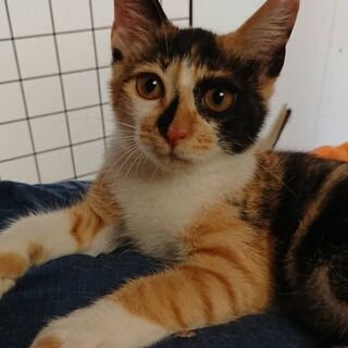 猫の里親会 - つくば市