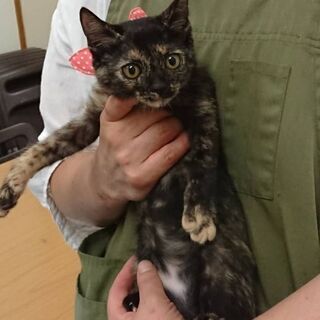 猫の里親会 - イベント