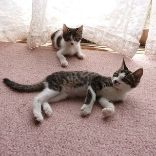 猫の里親会 − 茨城県