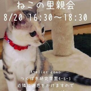 猫の里親会