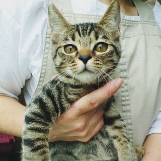猫の里親会 - その他
