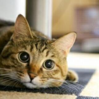 猫カフェに行こう♪