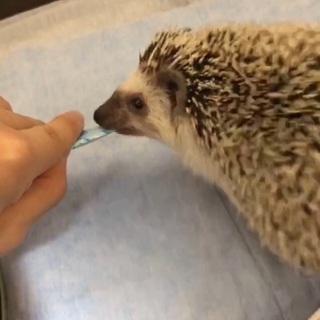 ８ヵ月のハリネズミさんです