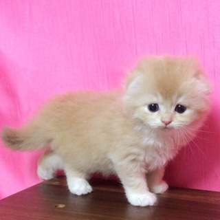 Ｃａｔ＇ｓ愛  ブリーダーです − 埼玉県