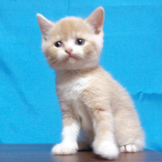 Ｃａｔ＇ｓ愛  ブリーダーですの画像