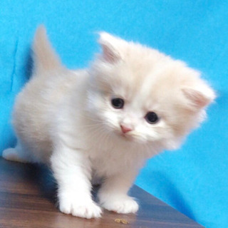 Ｃａｔ＇ｓ愛  ブリーダーです - ペット