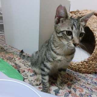 綺麗な　穏やかな猫ちゃんです。