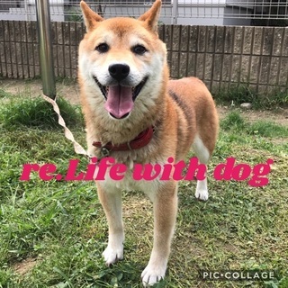 (代理投稿)犬の譲渡会開催