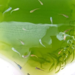 【決まりました！ありがとうございました】mixメダカの稚魚 20...