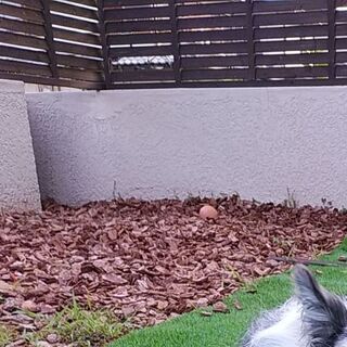 バークチップ　ウッドチップ　犬の脚に優しい刺さらないタイプです。
